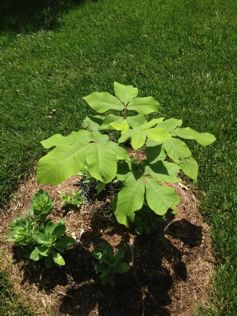 Shagbark Hickory - Carya Ovata photo IMG_09471_zps858c4e8f.jpg